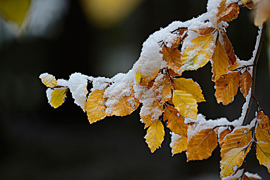 特写,雪,树叶,欧洲山毛榉,树枝,普拉蒂纳特,巴伐利亚,德国
