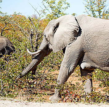 模糊,南非,野生动物,自然保护区,野生,大象