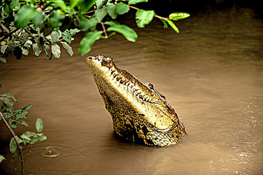 鳄鱼,哥斯达黎加