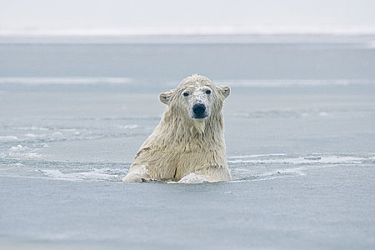 北极熊,公猪,水,冰冻,向上,岛屿,区域,北极圈,国家野生动植物保护区,阿拉斯加