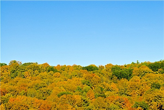 秋日树林,蓝色背景,天空