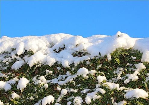 上面,积雪,灌木,蓝天