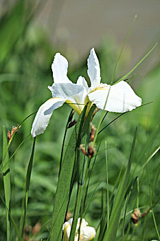 白花溪荪,溪荪