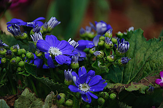 美丽的瓜叶菊花