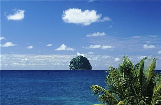西印度群岛,马提尼克岛,石头,棕榈树