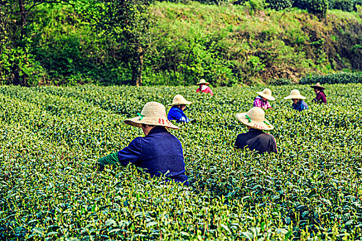 龙井,茶,花园,杭州,西湖