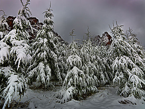 雪野