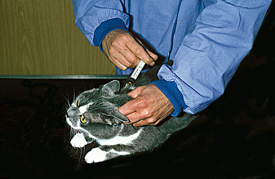 家猫,兽医,疫苗