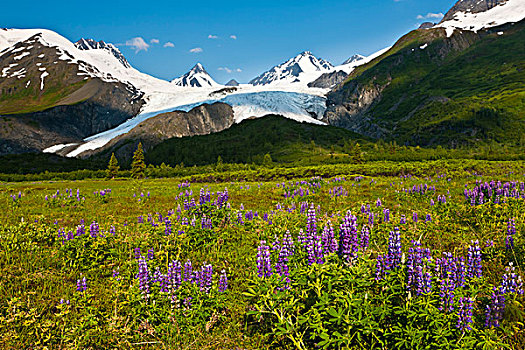 景色,草地,野花,楚加奇山,背景,楚加奇国家森林,阿拉斯加,夏天