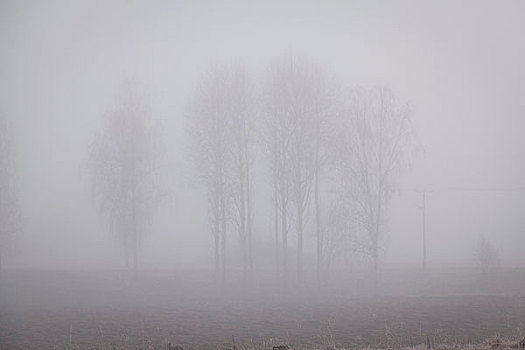 风景,树,雾状,天气