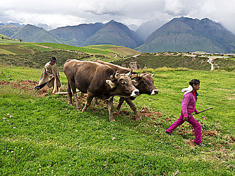 盖丘亚族,农民,女孩,传统,耕作