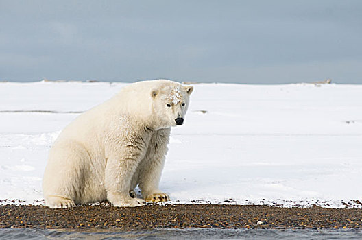 美国,阿拉斯加,北方,斜坡,区域,北极圈,国家野生动植物保护区,北极熊,幼兽,熊,休息,冰冻,向上