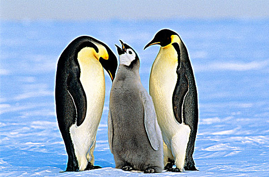成年,帝企鹅,幼禽,湾,生物群,南,威德尔海,南极