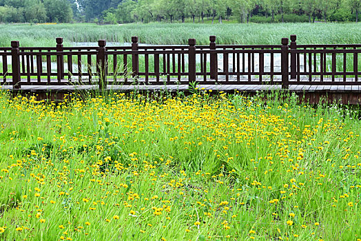 金鸡菊