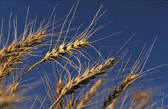 大麦,玉米作物,农业,穗,粮食