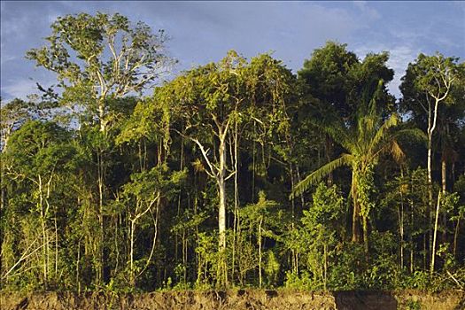 雨林,边缘,亚马逊河,靠近,伊基托斯,秘鲁