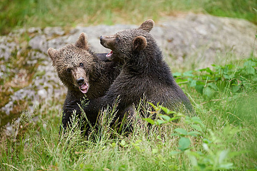 特写,两个,欧亚混血,棕熊,熊,小动物,玩,草地,巴伐利亚森林国家公园,巴伐利亚,德国,欧洲