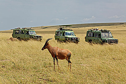 三个,旅游,交通工具,马塞马拉野生动物保护区,肯尼亚