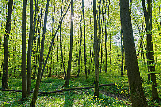 山毛榉树,树林,春天,黑森州,德国