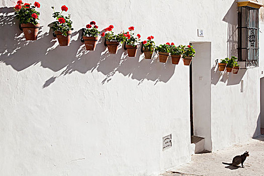 白色涂料,墙壁,盆花,排列,安达卢西亚,西班牙