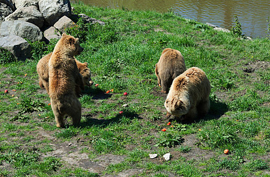 棕熊,家族,吃,玩