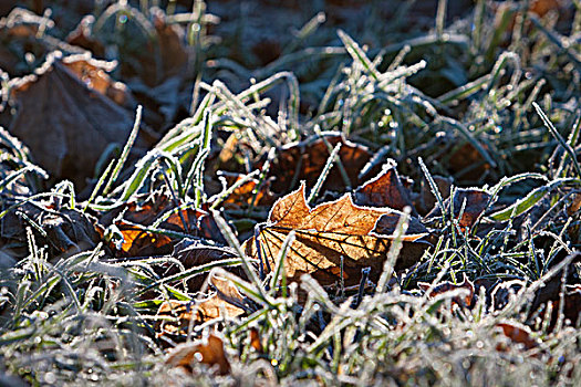 冰冻,草,叶子,冬天