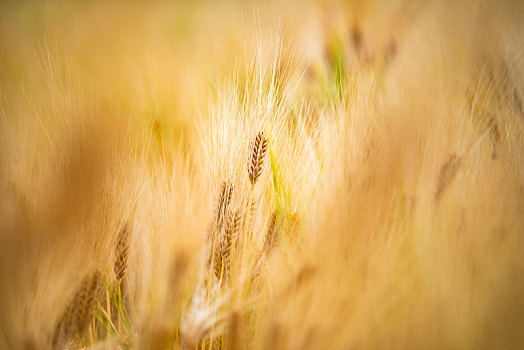 成熟的冬小麦麦田