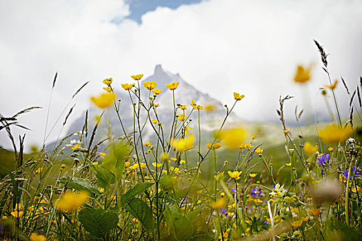 高山,花地