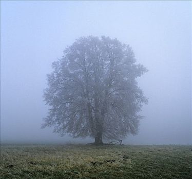 酸橙树,椴树属,薄雾,白霜,十一月