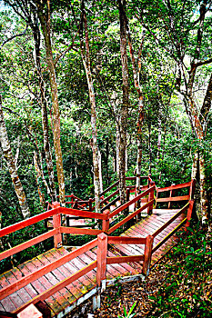 海南五指山里的旅游栈道