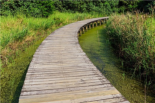 步行桥,湿地