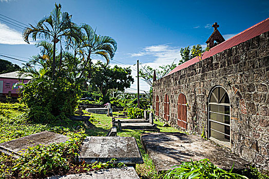尼维斯岛,教堂,地面,无花果树