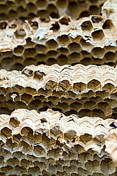 黄蜂,蜂巢,背景