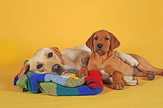 拉布拉多犬,黄色,雄性,星期,老,小狗,卧,一起,彩色,毯子,棚拍