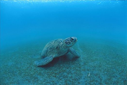 绿海龟,龟类,岛屿,瓦努阿图
