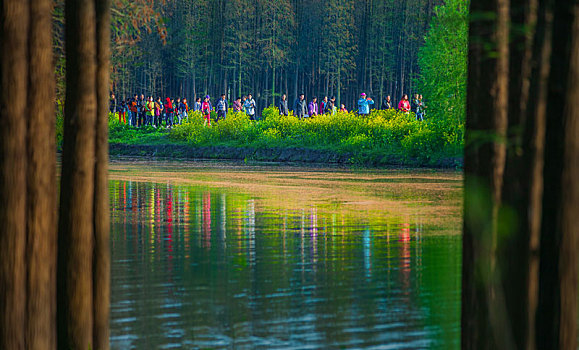 拍于江苏兴化水上森林公园的照片