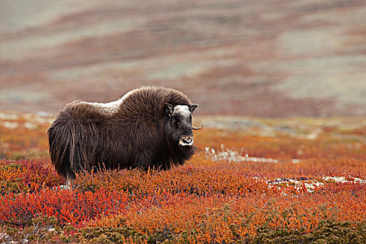 雌性,麝牛,秋天,苔原,国家公园,挪威