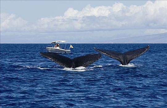 研究人员,看,驼背鲸,大翅鲸属,鲸鱼,一对,国家,海洋,毛伊岛,夏威夷,提示,照相