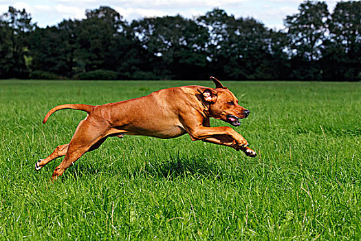 罗德西亚背脊犬,两个,雄性,移动,跑,上方,草地