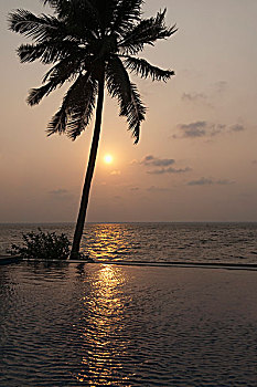 剪影,棕榈树,日落,喀拉拉,印度