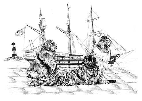 三个,纽芬兰,狗,船,灯塔