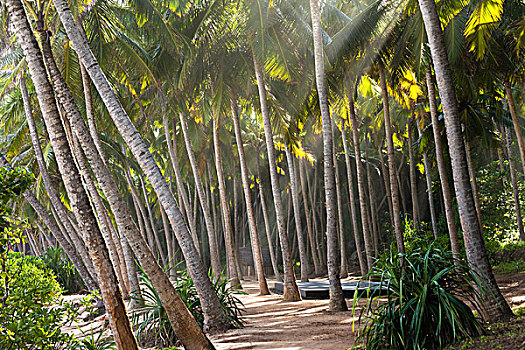 阳光,棕榈树,酒店,斯里兰卡