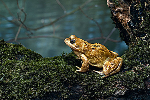 蛙,中国林蛙,原木上