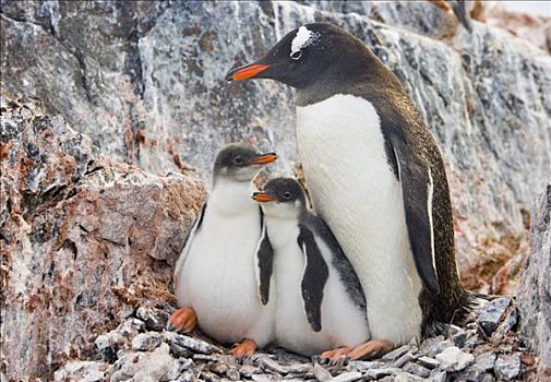 巴布亚企鹅,父母,簇拥,两个,幼禽,岛屿,南极