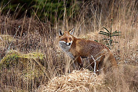 红狐,狐属,站立,褐色,草,邓弗里斯,苏格兰