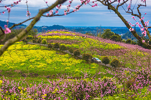 大营山桃花