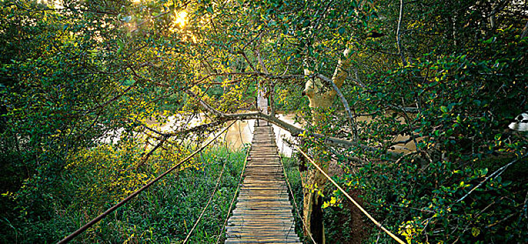 索桥,上方,河,坦桑尼亚