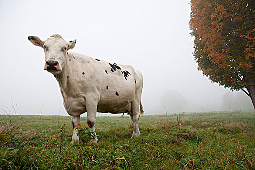 美国,佛蒙特州,母牛,草场,早晨
