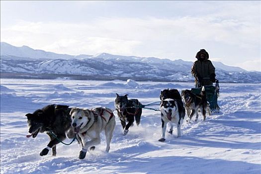 狗拉雪橇,团队,育空地区,加拿大