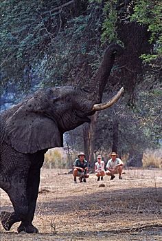 赞比亚,赞比西河下游国家公园,看,安全,远景,大象,向上,喂食,刺槐